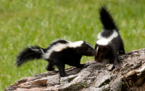 Can Skunks Climb or Jump - Do Skunks Climb Trees or Fences? - Backyard ...