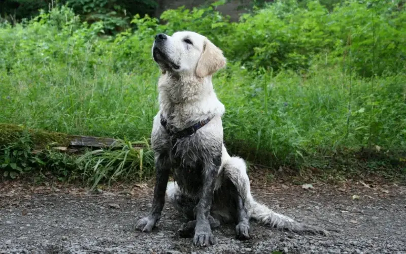 How to Fix a Muddy Backyard Dog Trail