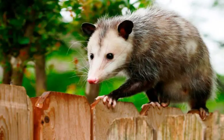 Can Possums Climb a Wall or Fence? - How to Keep Possums Away from Your ...