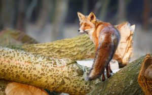 Can Foxes Climb Trees? - Can Foxes Climb Fences? (Facts You Need to