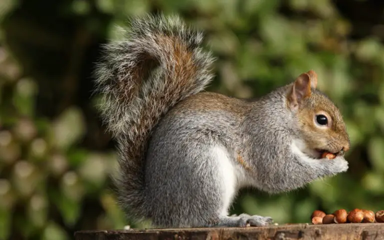 What to Feed Squirrels in Your Backyard - A Guide to Feeding Squirrels ...