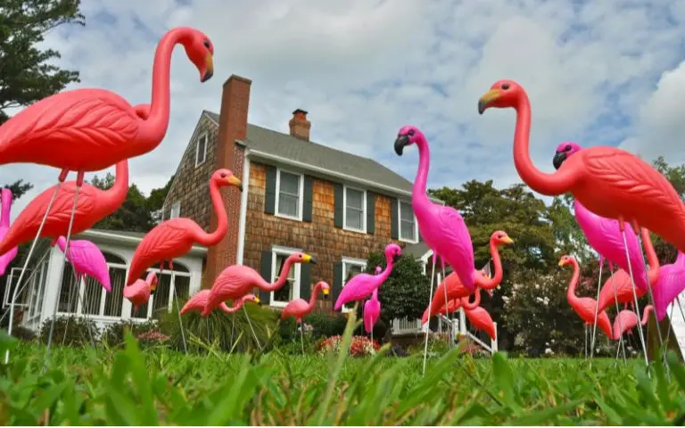 pink-flamingo-meaning-what-does-a-pink-flamingo-symbolize-in-your