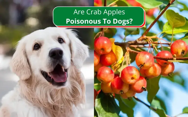 Are Crab Apples Poisonous To Dogs? Grow Your Yard, 44% OFF