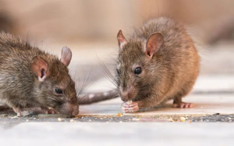 do-rats-hate-bleach-can-the-smell-of-bleach-kill-rats-backyard-caring