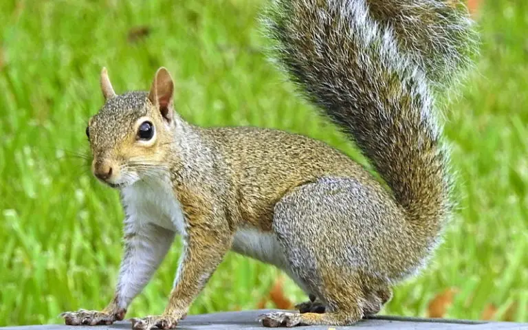 what-time-do-squirrels-wake-up-when-are-squirrels-active-backyard