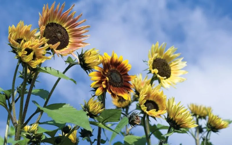 The Varieties Of Sunflowers