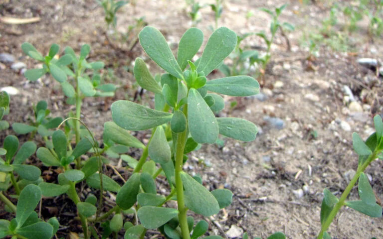 What Do Goat Head Plants Look Like? - Backyard Caring