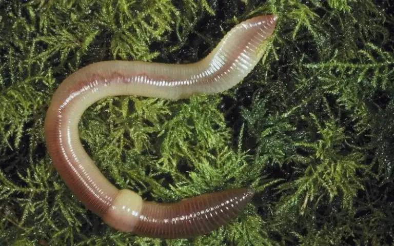 What Do Worms Eat And Drink? - Backyard Caring