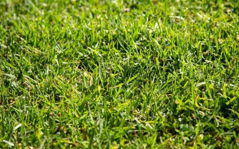 St Augustine Grass Vs Centipede Grass Backyard Caring