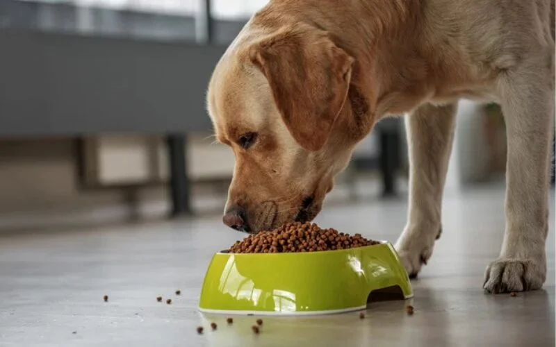 Choosing the Best Nutrition for Your Dog